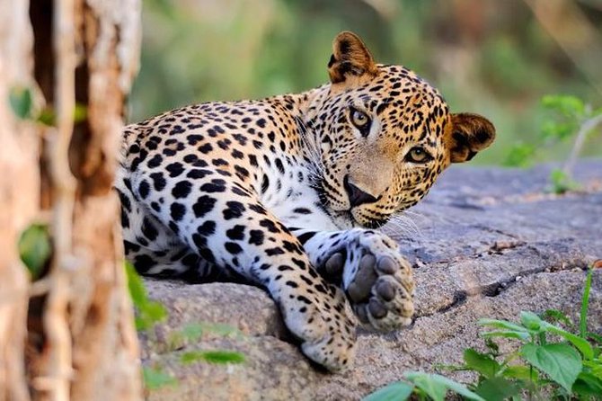 Yala National Park Safari Guide: Wildlife, Best Time to Visit and What to Expect